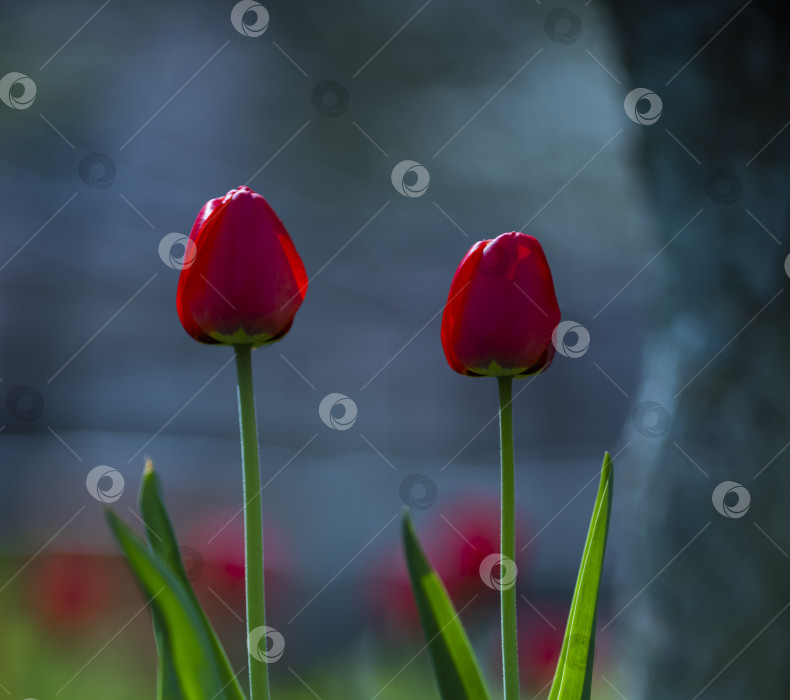 Скачать тюльпаны фотосток Ozero