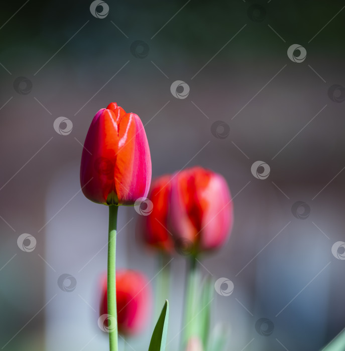 Скачать тюльпаны фотосток Ozero