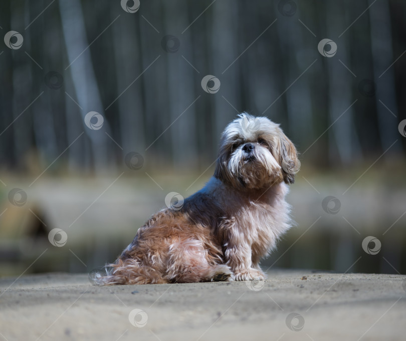 Скачать собака ши тцу фотосток Ozero