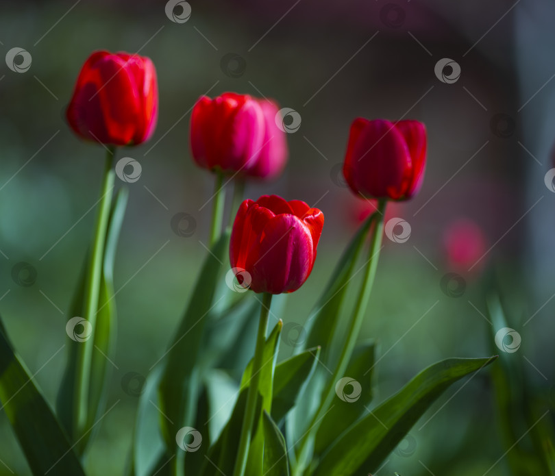 Скачать тюльпаны фотосток Ozero