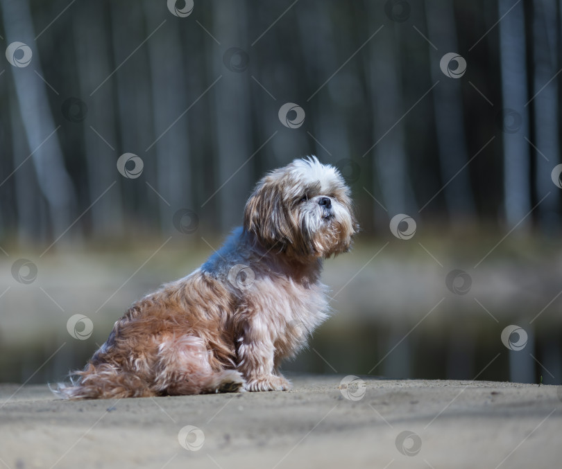 Скачать собака ши тцу фотосток Ozero