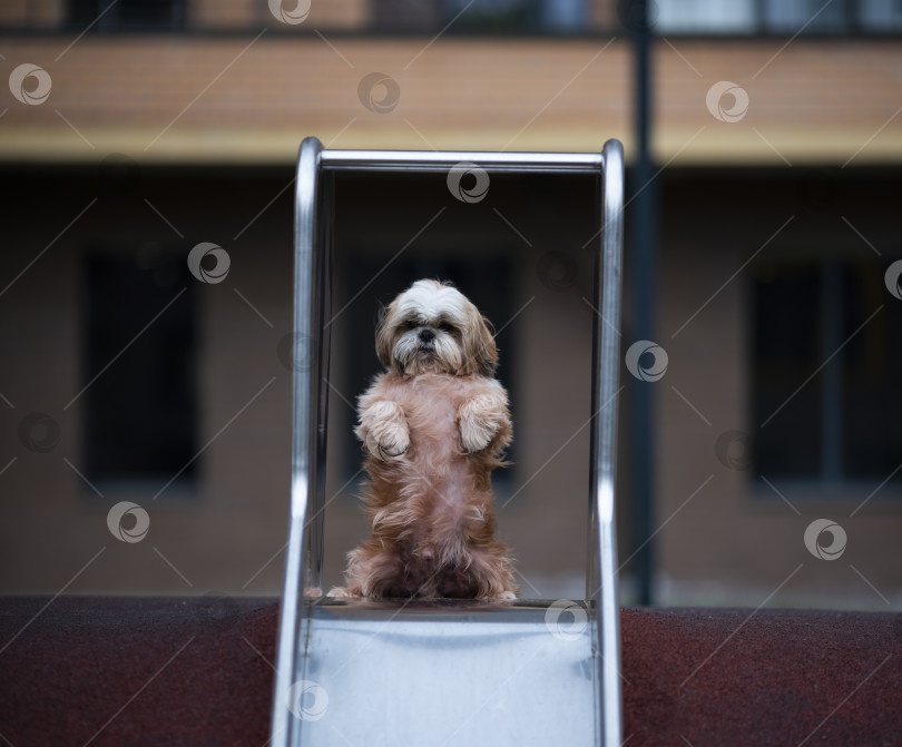 Скачать собака ши тцу фотосток Ozero