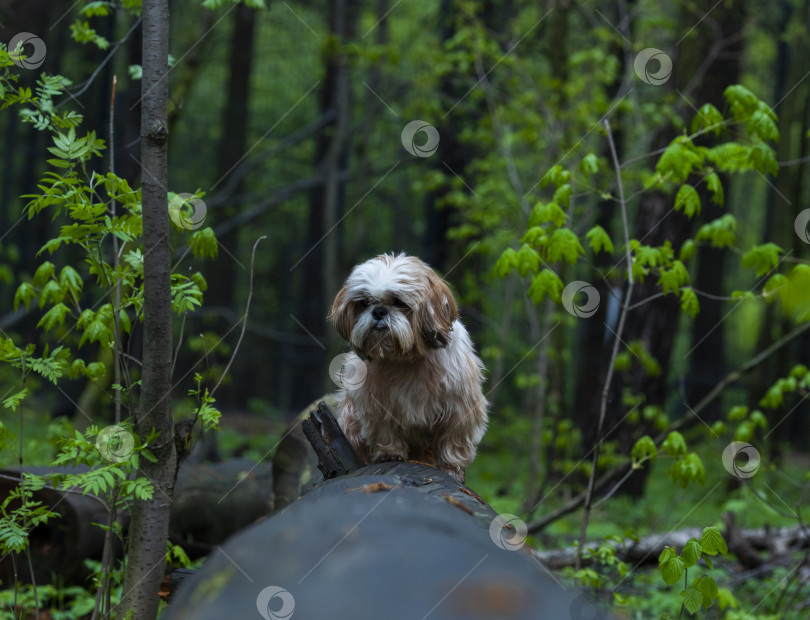 Скачать собака ши тцу фотосток Ozero