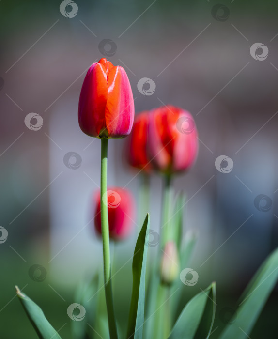 Скачать тюльпаны фотосток Ozero