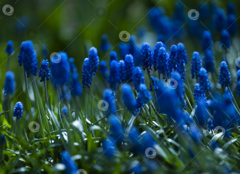 Скачать цветы гиацинты фотосток Ozero