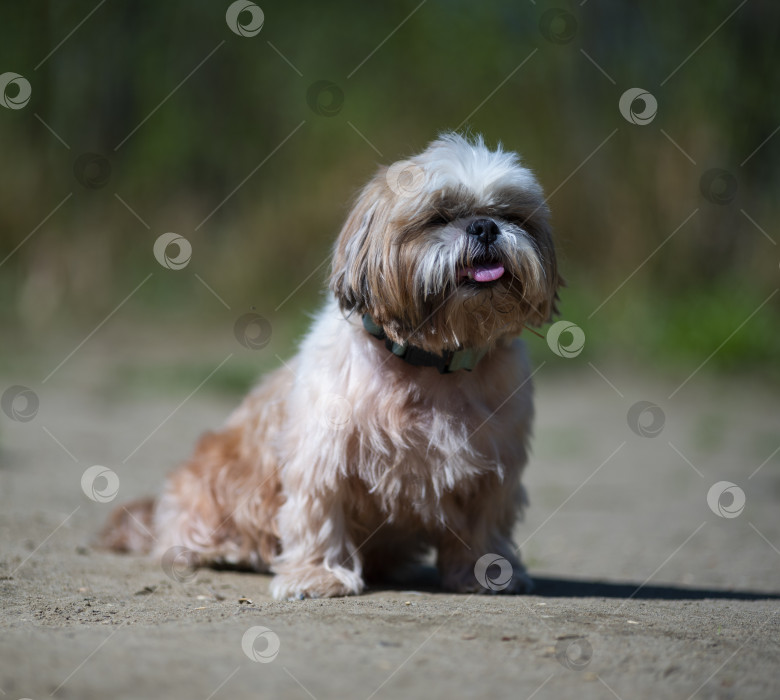 Скачать собака ши тцу фотосток Ozero