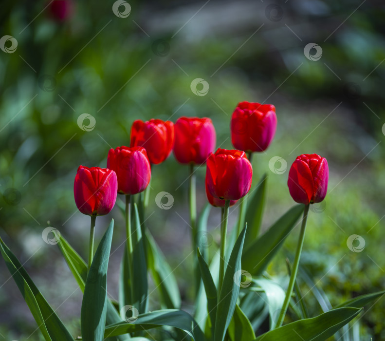 Скачать тюльпаны фотосток Ozero