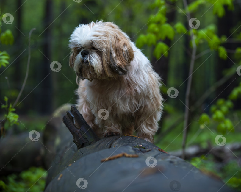 Скачать собака породы ши-тцу фотосток Ozero