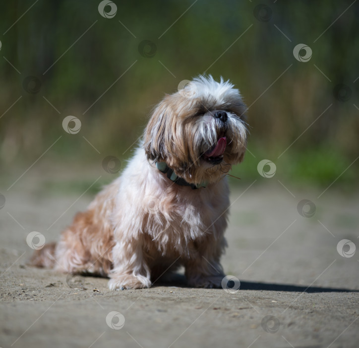 Скачать собака ши тцу фотосток Ozero