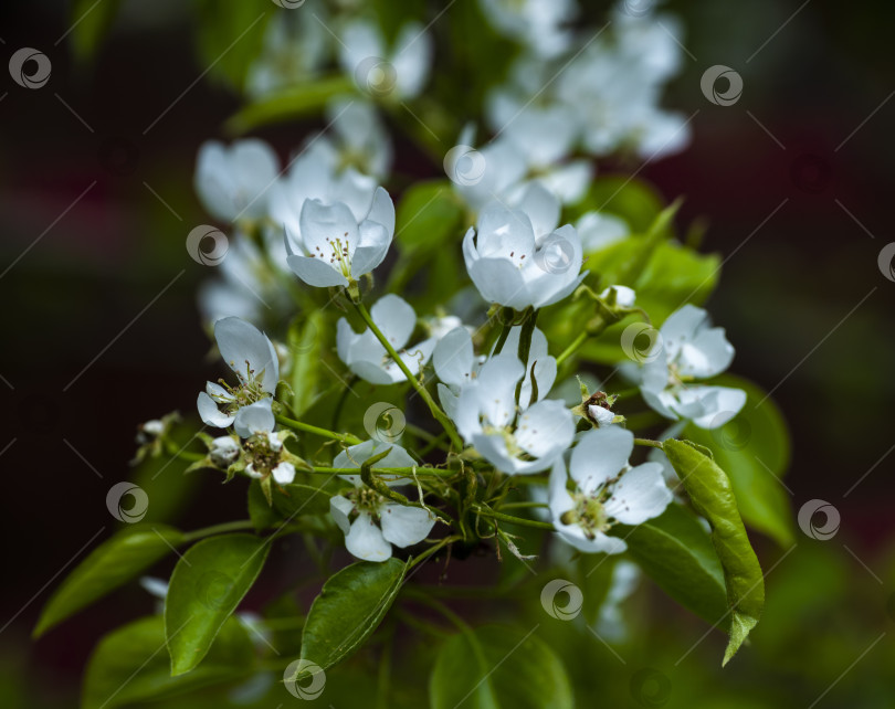 Скачать цветущая яблоня фотосток Ozero