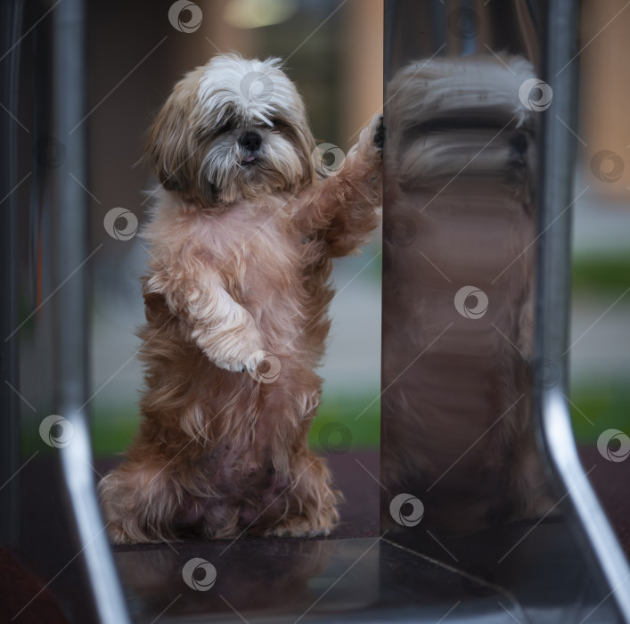 Скачать собака породы ши-тцу фотосток Ozero