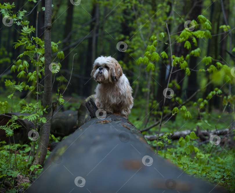 Скачать собака ши тцу фотосток Ozero