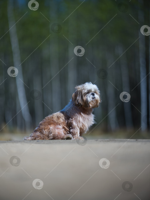 Скачать собака ши тцу фотосток Ozero