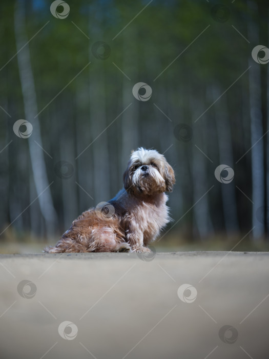 Скачать собака породы ши-тцу фотосток Ozero