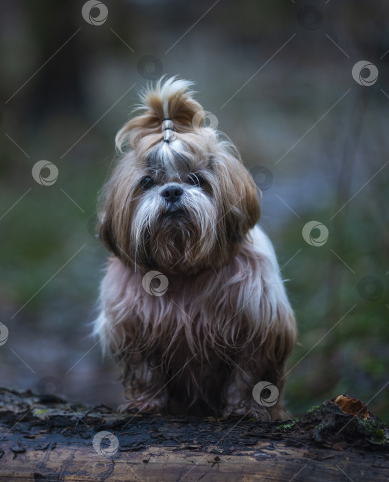 Скачать собака ши тцу фотосток Ozero