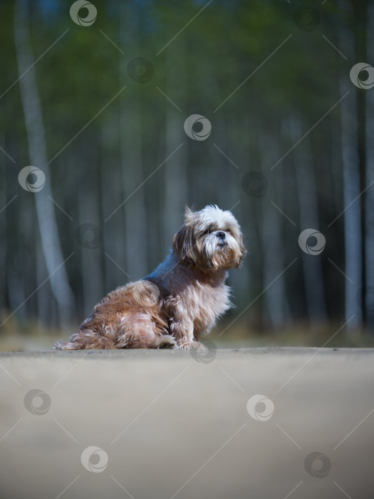 Скачать собака ши тцу фотосток Ozero