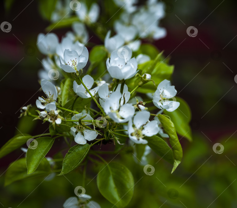 Скачать цветущее яблоко фотосток Ozero