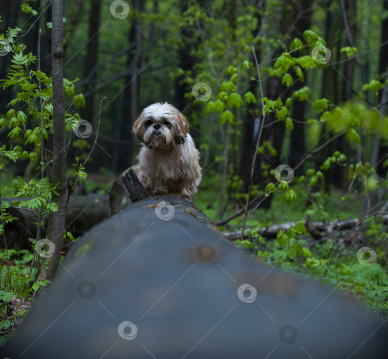 Скачать собака ши тцу фотосток Ozero