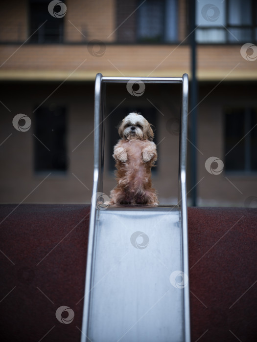 Скачать собака ши тцу фотосток Ozero