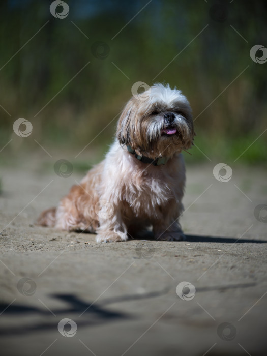 Скачать собака породы ши-тцу фотосток Ozero