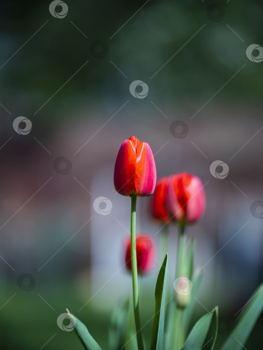 Скачать тюльпаны фотосток Ozero