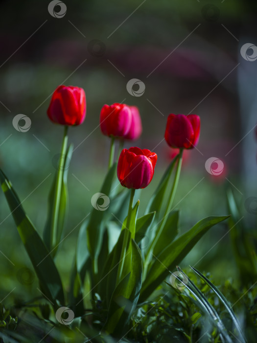 Скачать тюльпаны фотосток Ozero