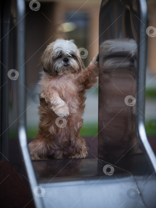 Скачать собака ши тцу фотосток Ozero