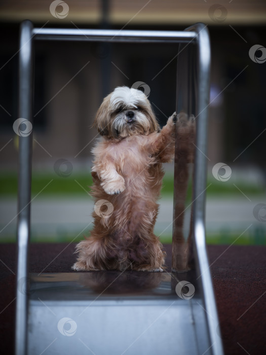 Скачать собака породы ши-тцу фотосток Ozero