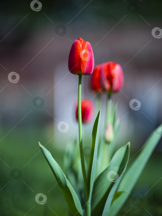 Скачать тюльпаны фотосток Ozero
