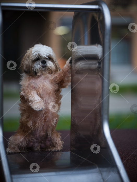 Скачать собака ши тцу фотосток Ozero