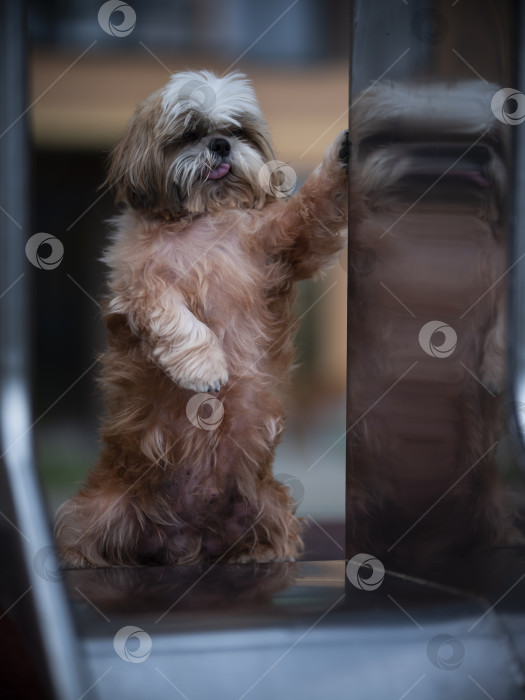 Скачать собака ши тцу фотосток Ozero