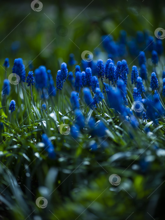 Скачать цветы гиацинта фотосток Ozero