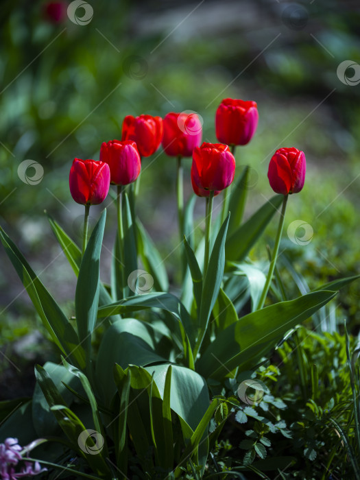Скачать тюльпаны фотосток Ozero