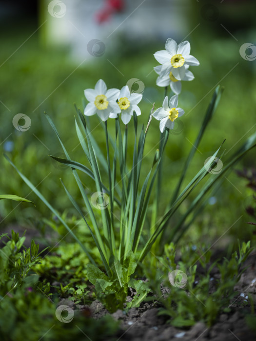 Скачать цветы нарциссы фотосток Ozero