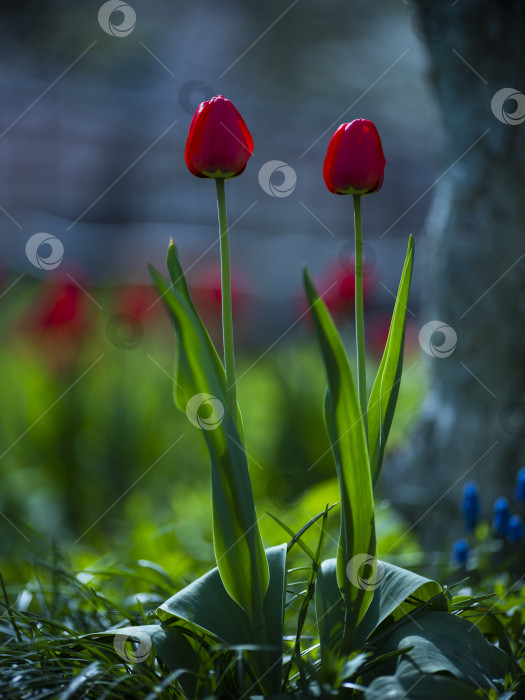 Скачать тюльпаны фотосток Ozero