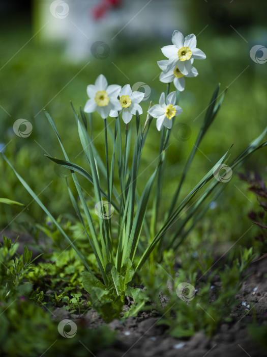 Скачать Цветы нарцисса фотосток Ozero