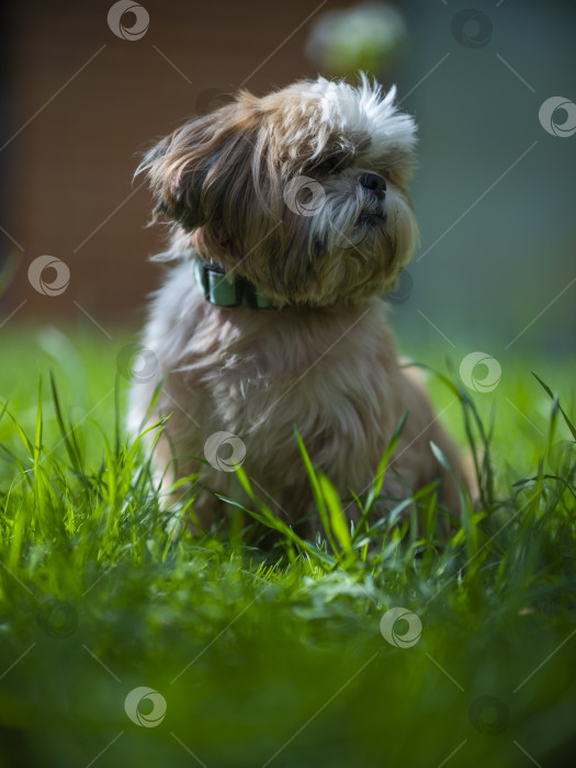 Скачать собака ши тцу фотосток Ozero