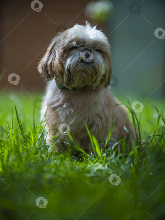 Скачать собака породы ши-тцу фотосток Ozero