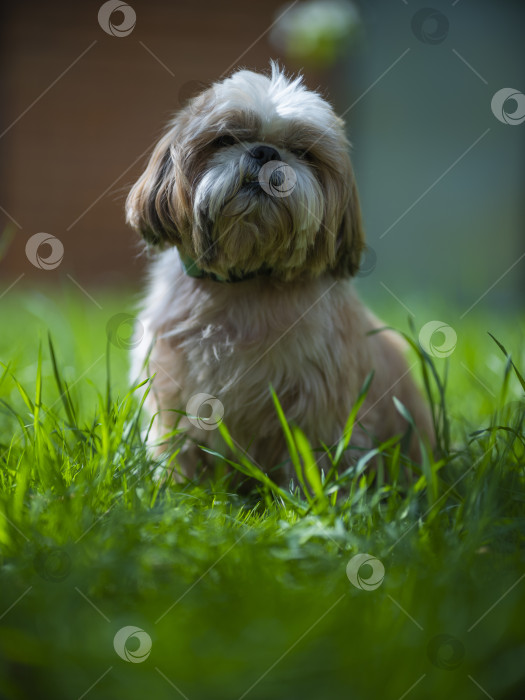 Скачать собака ши тцу фотосток Ozero