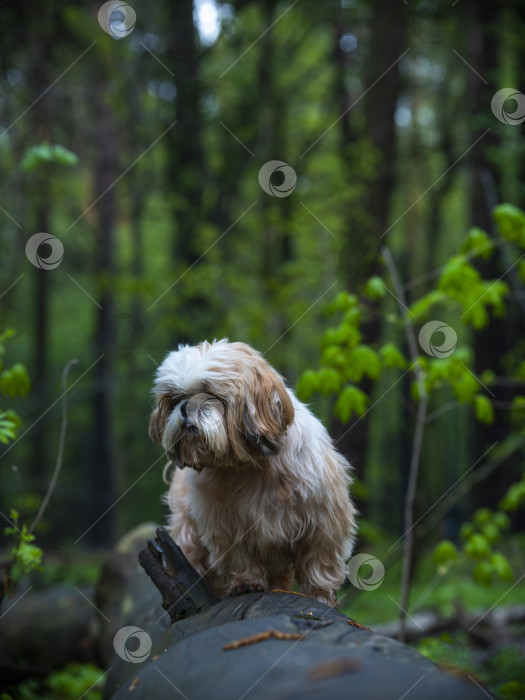 Скачать собака ши тцу фотосток Ozero