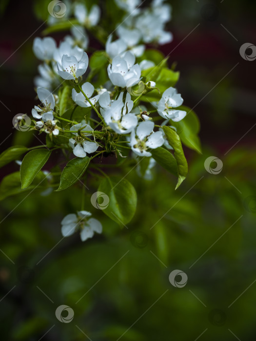 Скачать цветущая яблоня фотосток Ozero