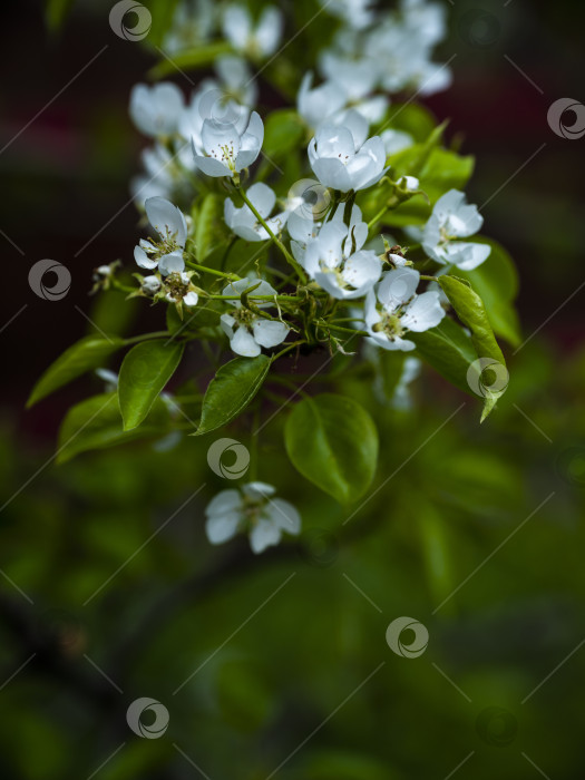 Скачать цветущая яблоня фотосток Ozero