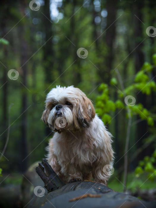 Скачать собака ши тцу фотосток Ozero