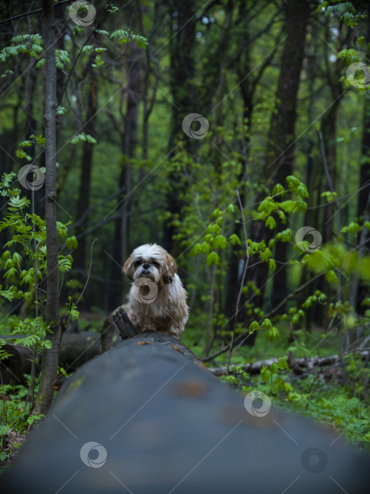 Скачать собака породы ши-тцу фотосток Ozero