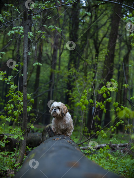 Скачать собака породы ши-тцу фотосток Ozero