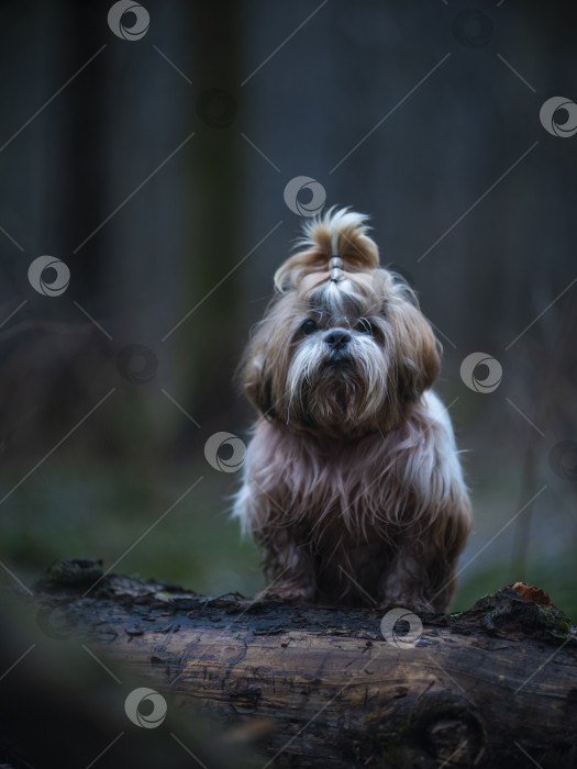 Скачать собака породы ши-тцу фотосток Ozero