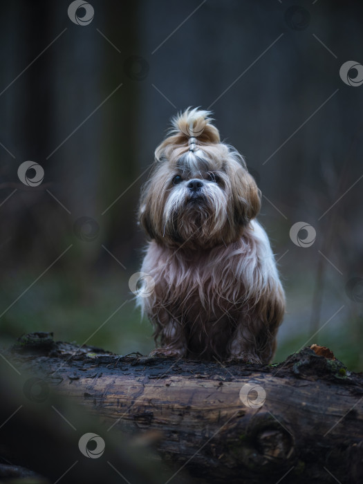 Скачать собака ши тцу фотосток Ozero