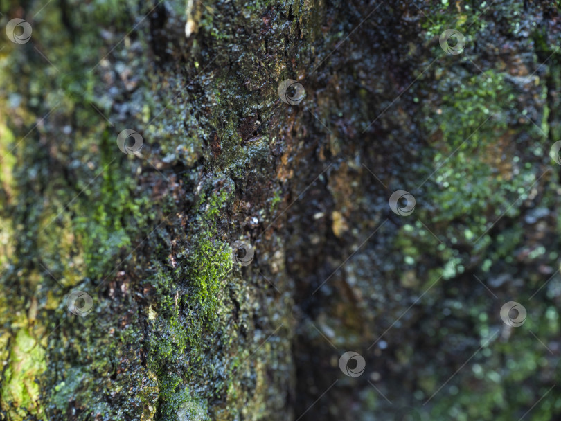 Скачать Мох фотосток Ozero