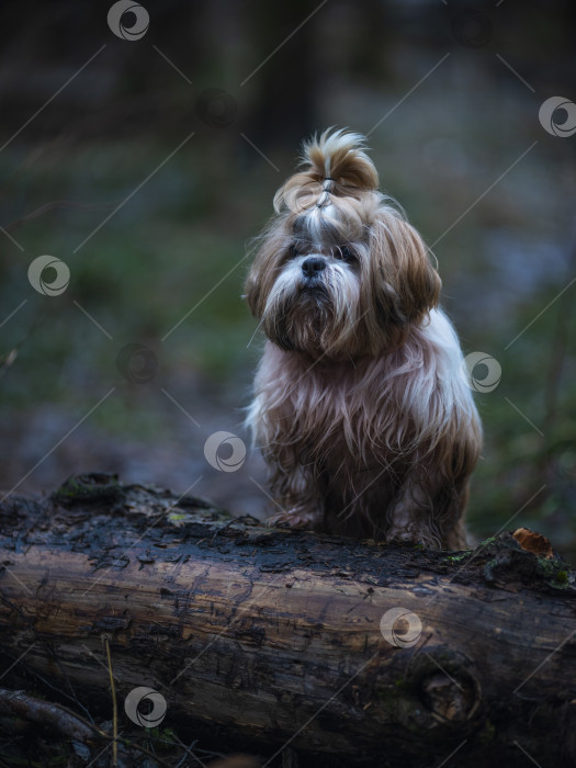 Скачать собака ши тцу фотосток Ozero