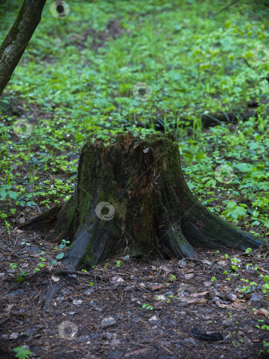 Скачать пень фотосток Ozero